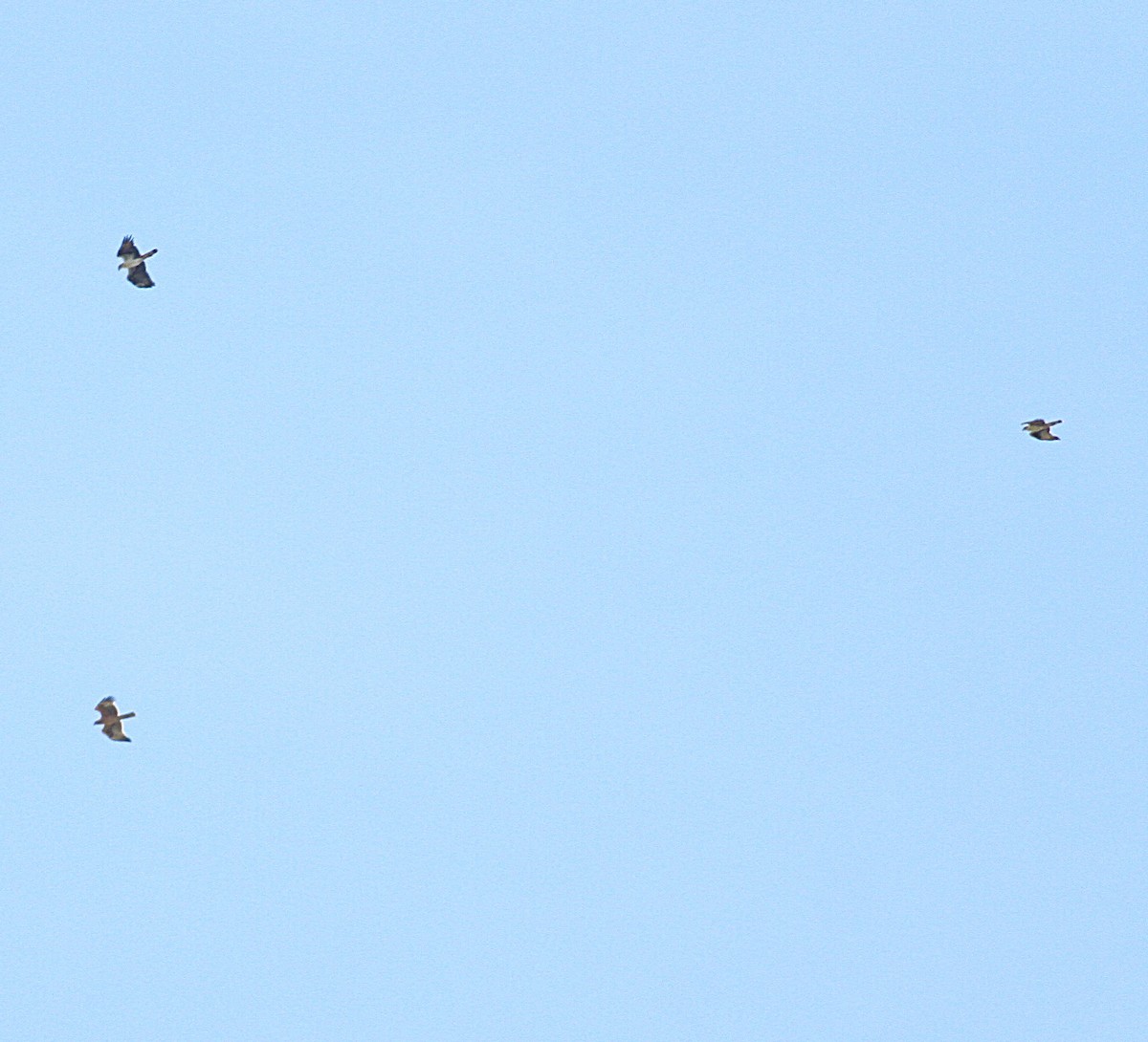 Bonelli arranoa - ML642396751