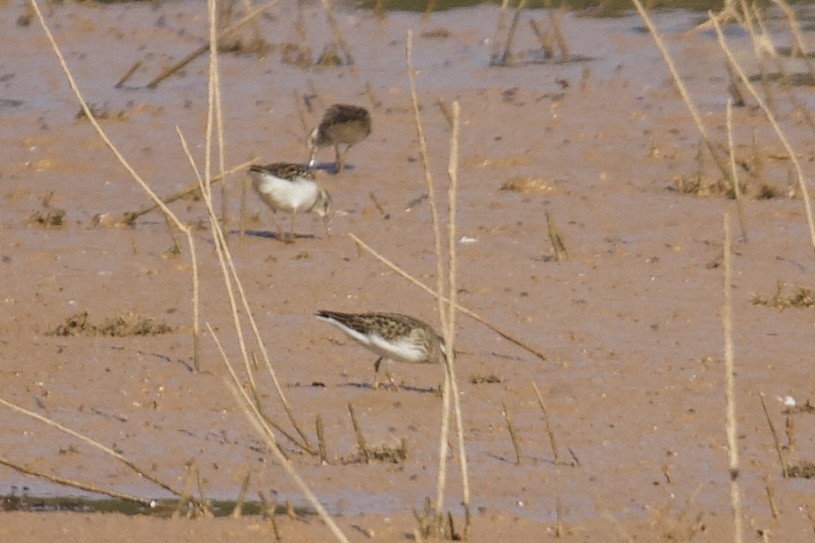 Least Sandpiper - ML642396781