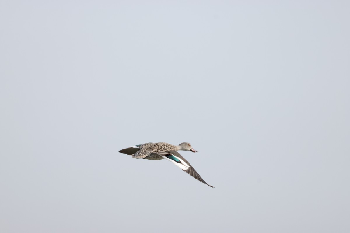 Cape Teal - ML642396784