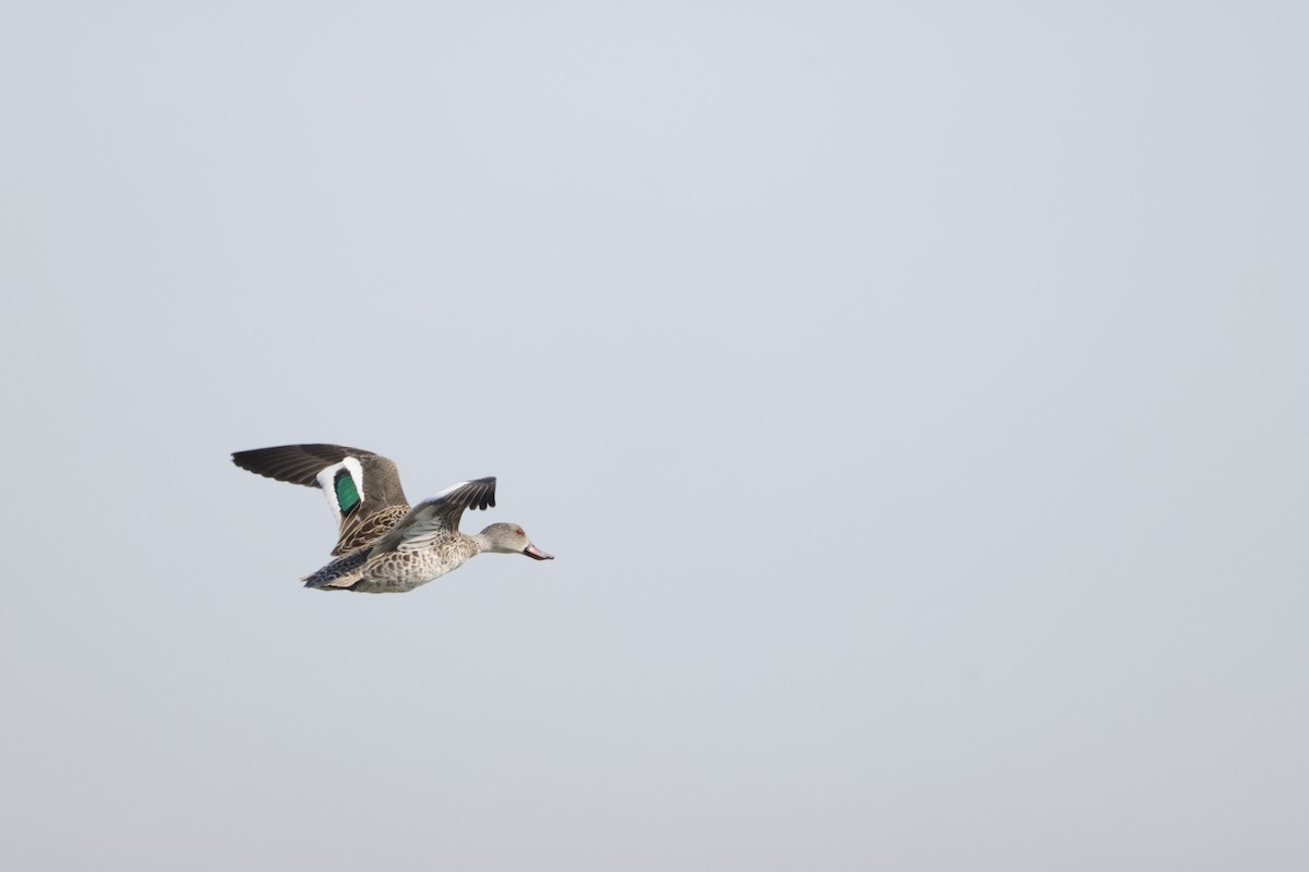 Cape Teal - ML642396785