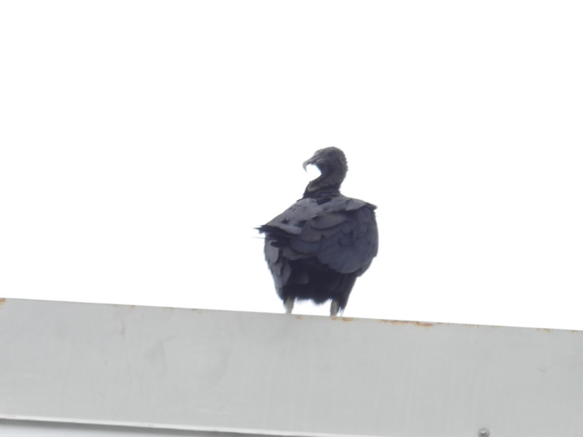 Black Vulture - ML642396789