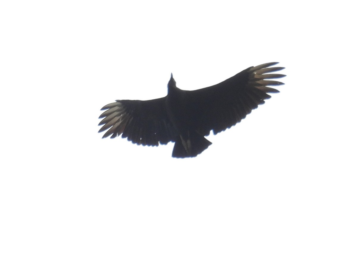 Black Vulture - ML642396790
