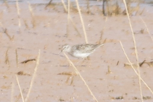 Least Sandpiper - ML642396797