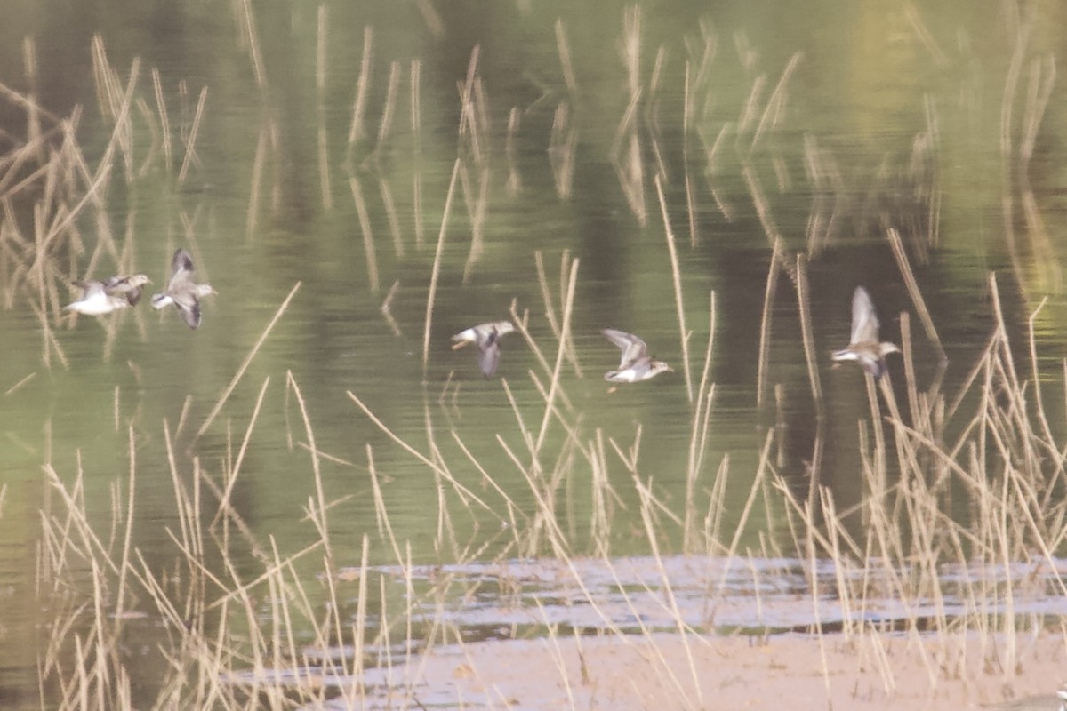 Least Sandpiper - ML642396798