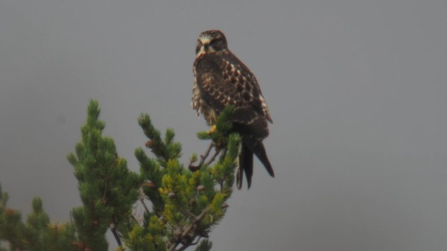 Swainson's Hawk - ML642396835