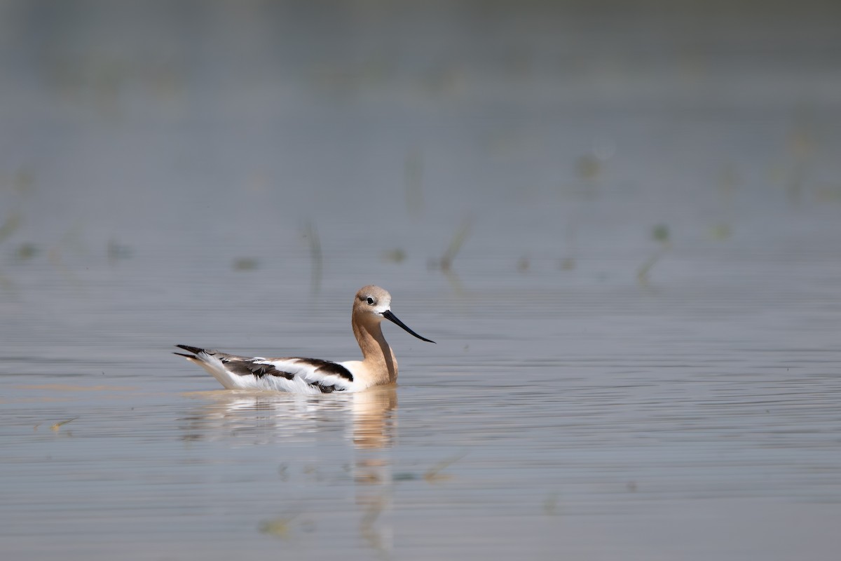 American Avocet - ML642396846