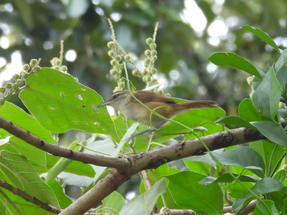 Cabanis's Wren - ML642396848