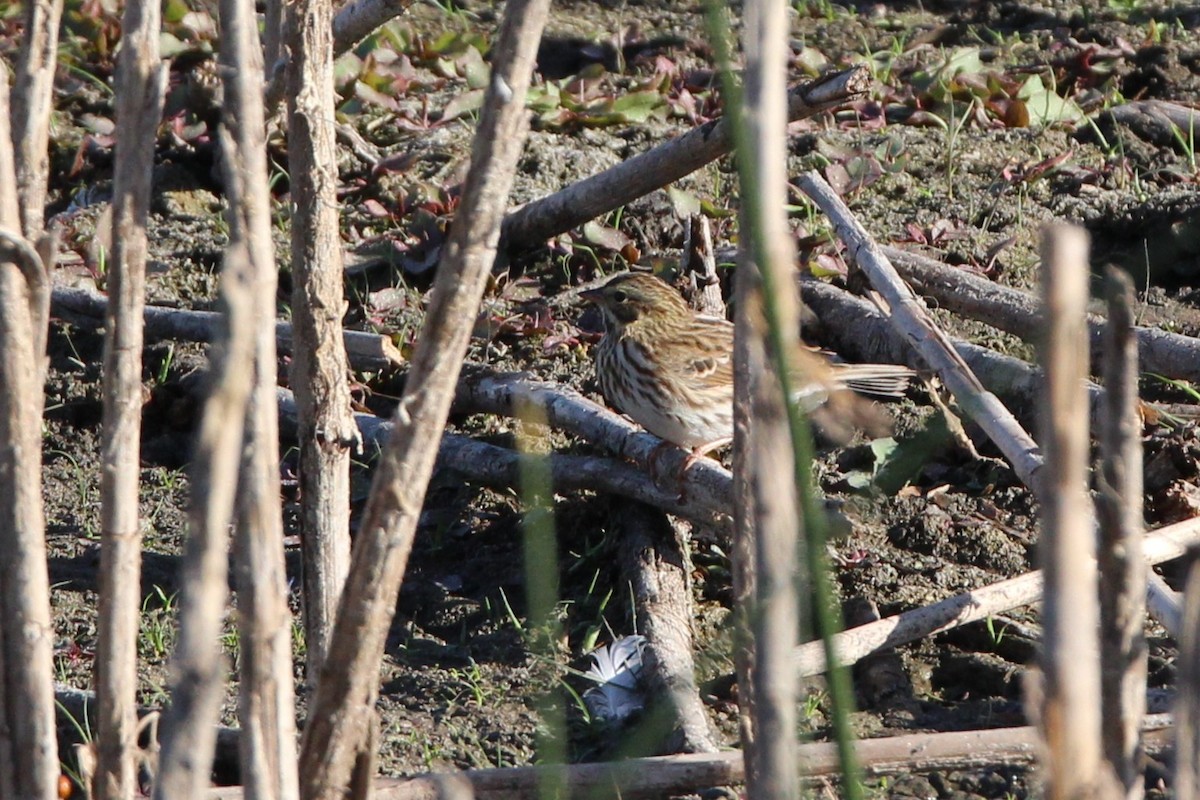 Savannah Sparrow - ML642396851