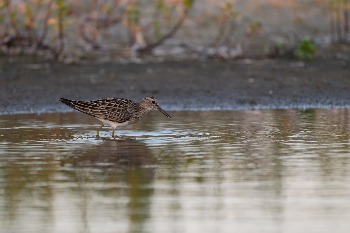 Pectoral Sandpiper - ML642396854