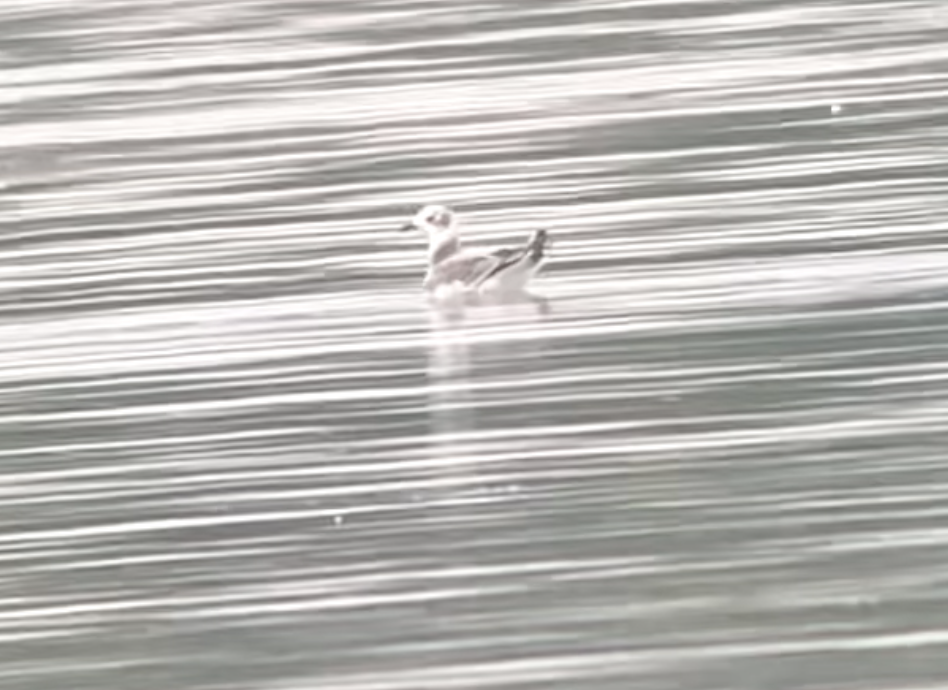 クビワカモメ - ML642396862