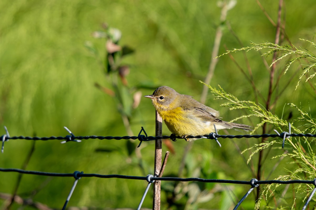 buskparula - ML642396892