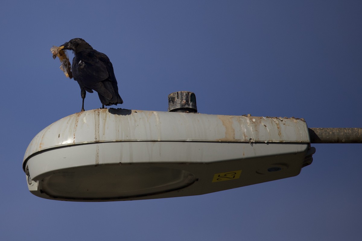 American/Fish Crow - ML642396921