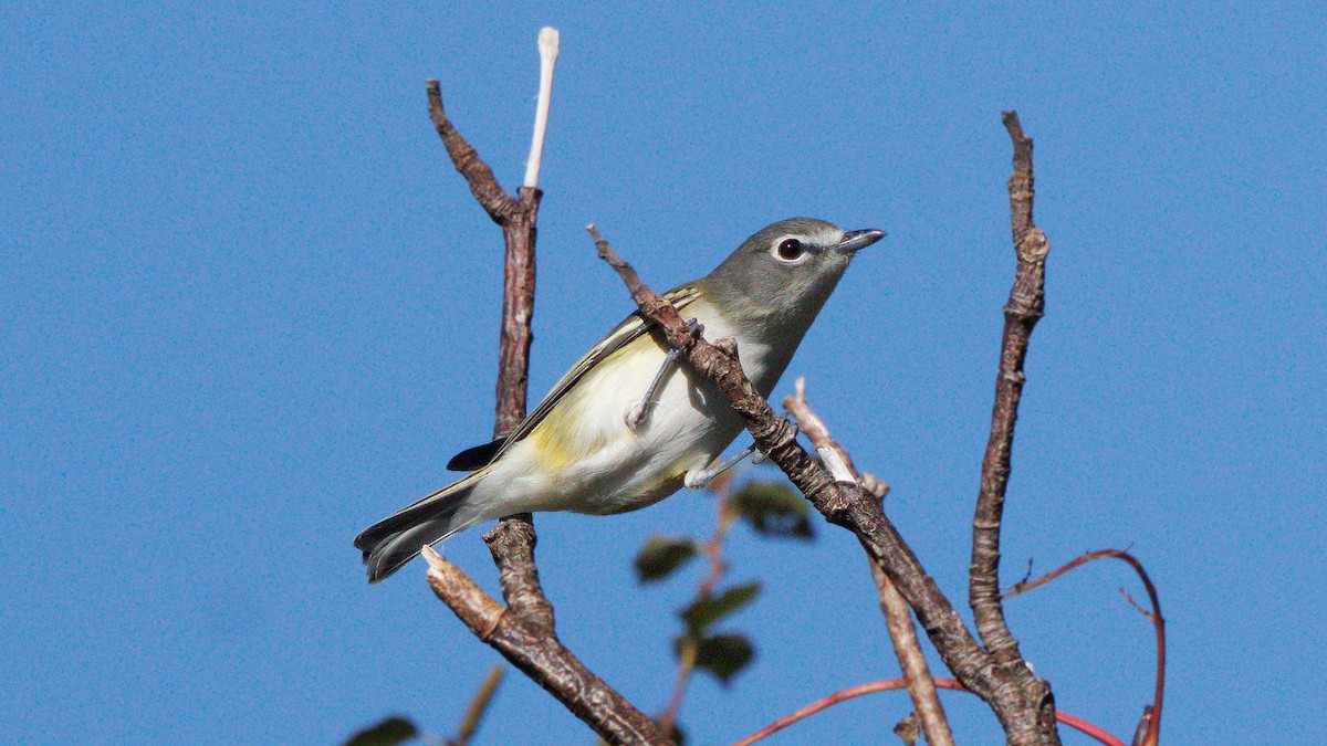 eremittvireo - ML642396925
