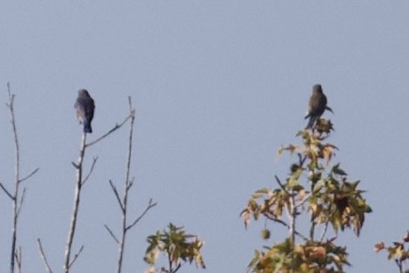 Eastern Bluebird - ML642396927