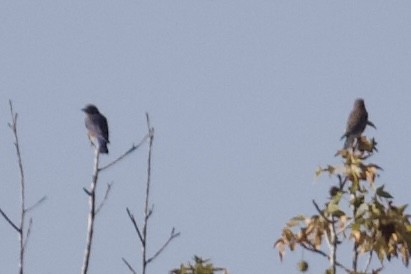 Eastern Bluebird - ML642396928