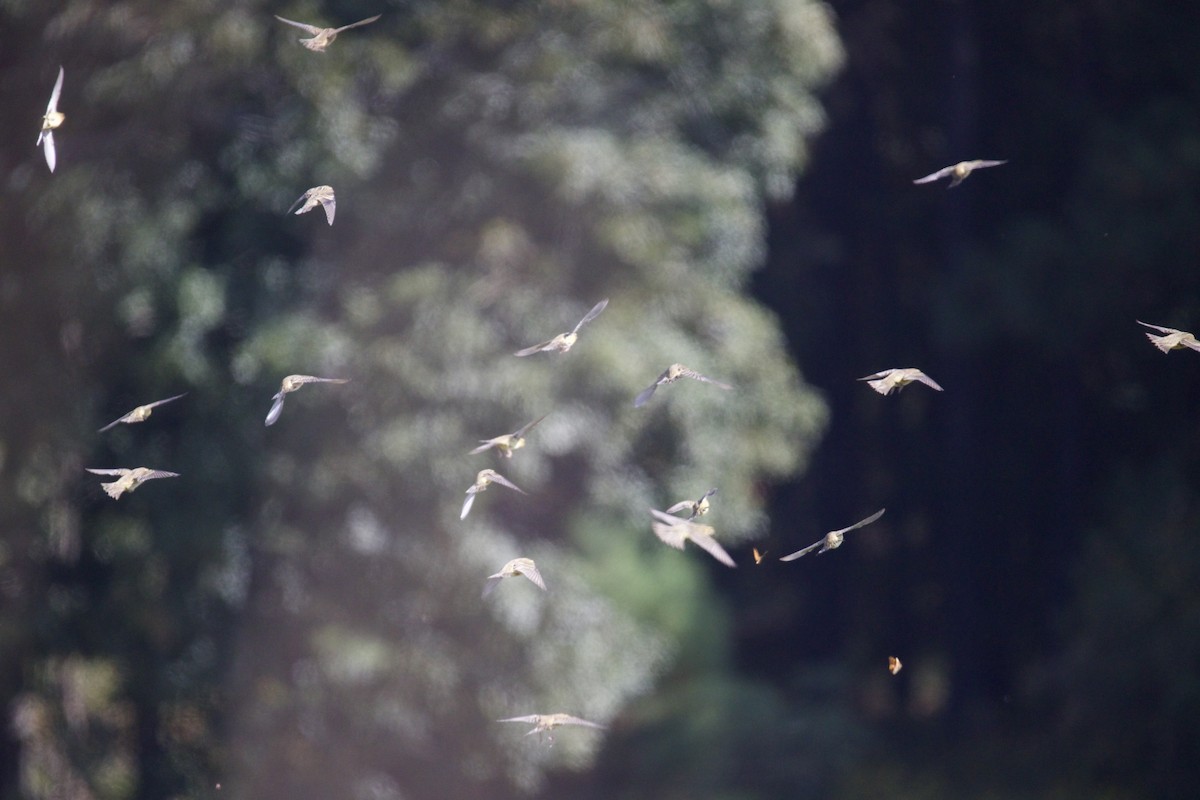 Bobolink - ML642396936