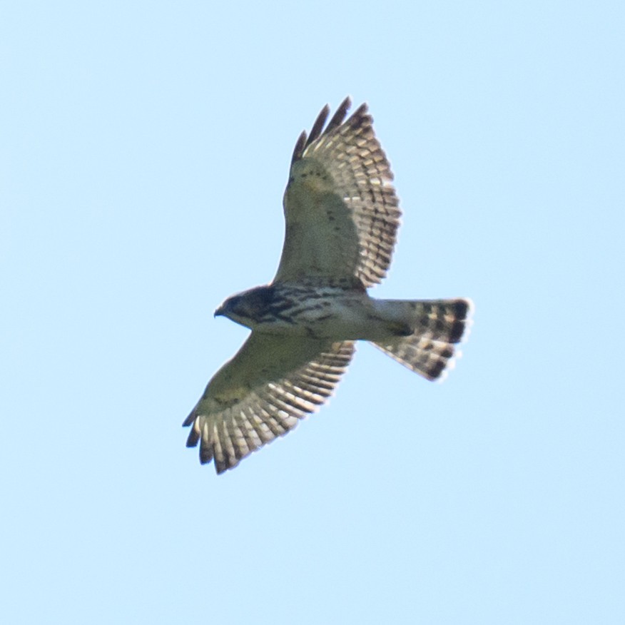 Broad-winged Hawk - ML642396937