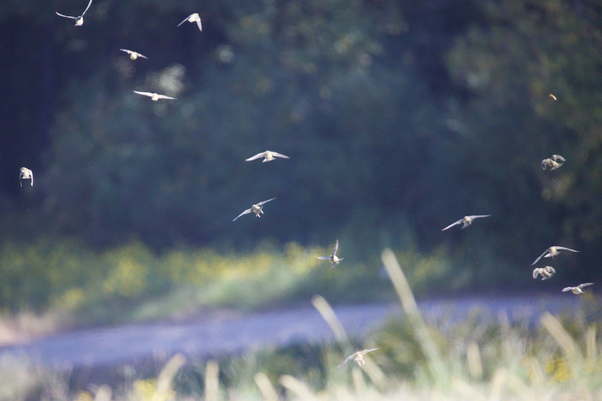 Bobolink - ML642396938