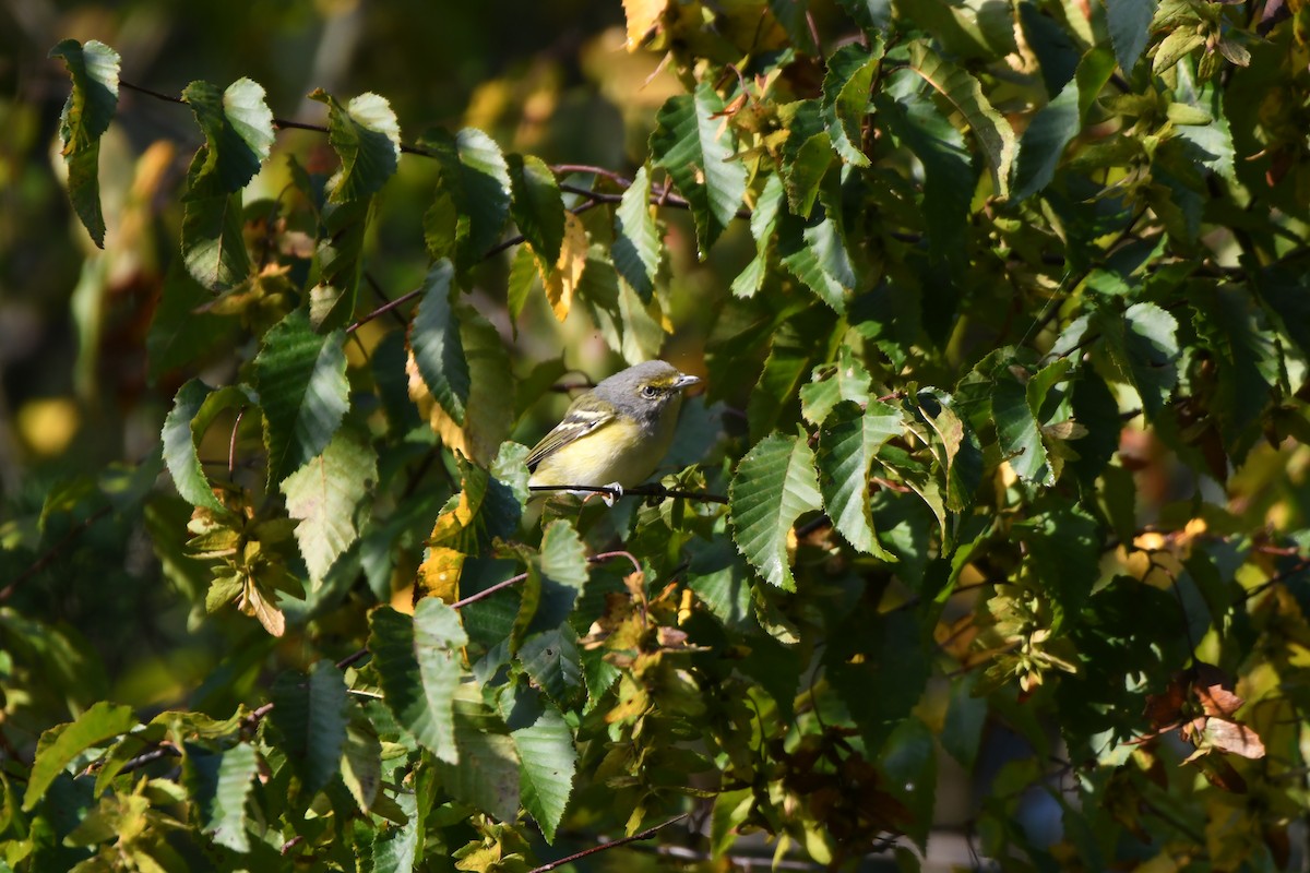 White-eyed Vireo - ML642396942