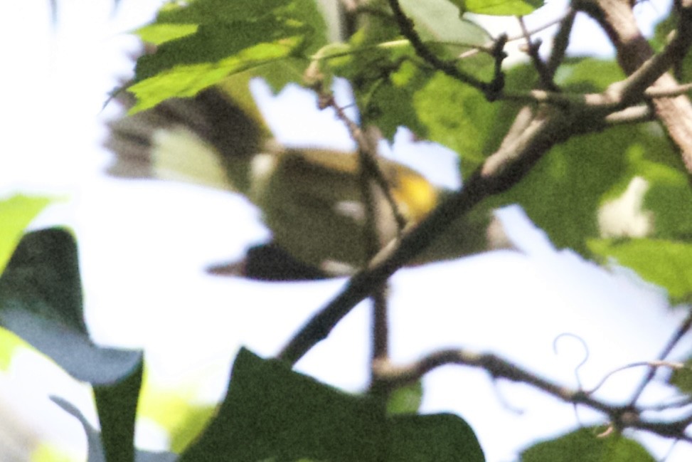 American Redstart - ML642396947