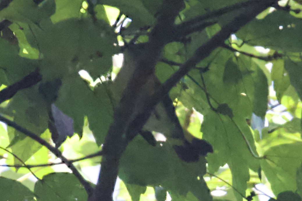 American Redstart - ML642396948