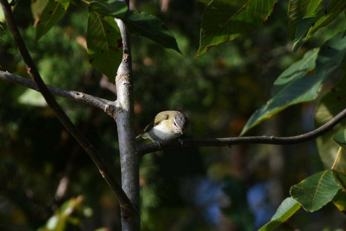 Red-eyed Vireo - ML642396961