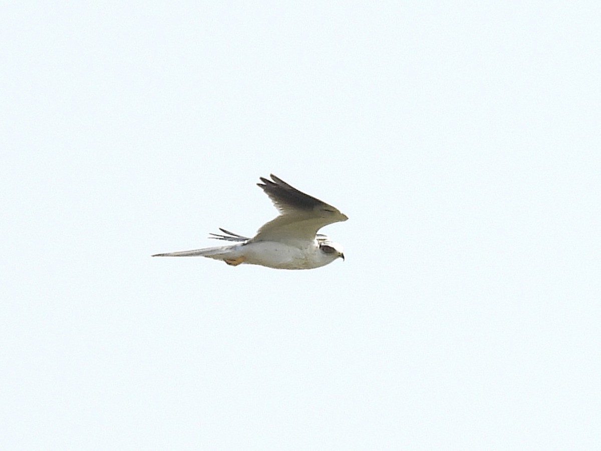 White-tailed Kite - ML642396967
