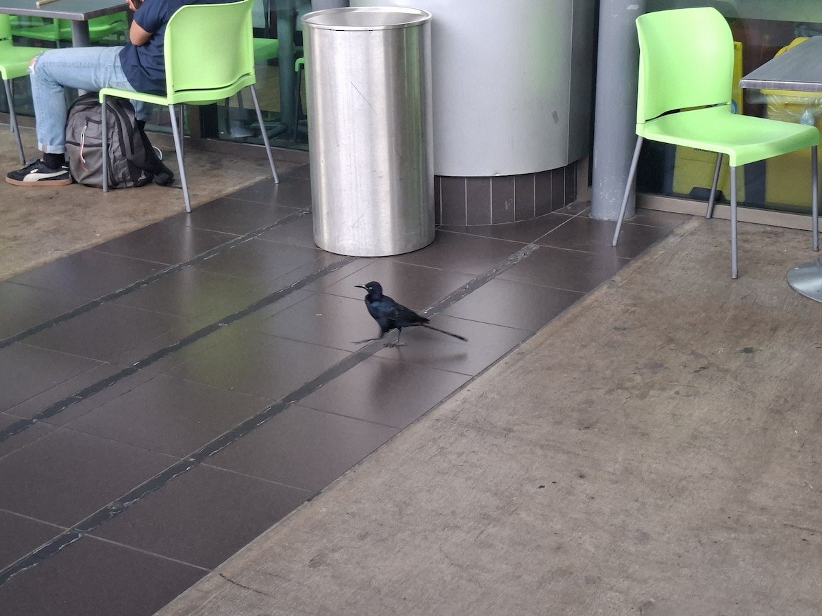 Great-tailed Grackle - ML642396975