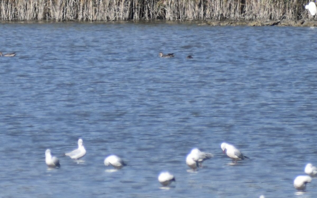 Garganey - ML642396995
