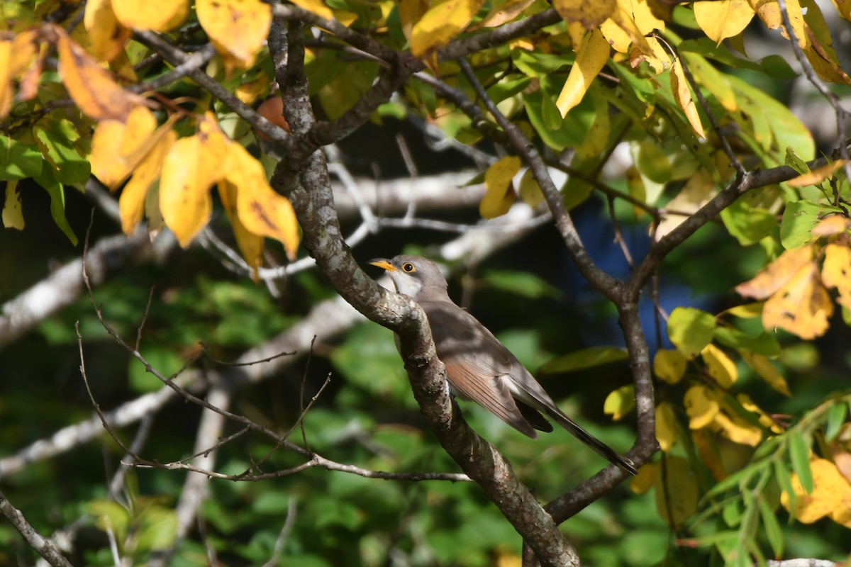Yellow-billed Cuckoo - ML642397013