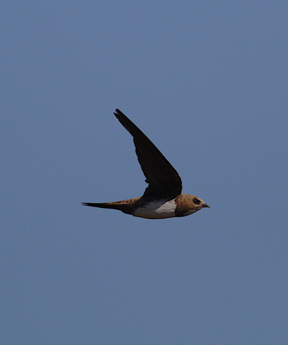 Alpine Swift - ML642397016