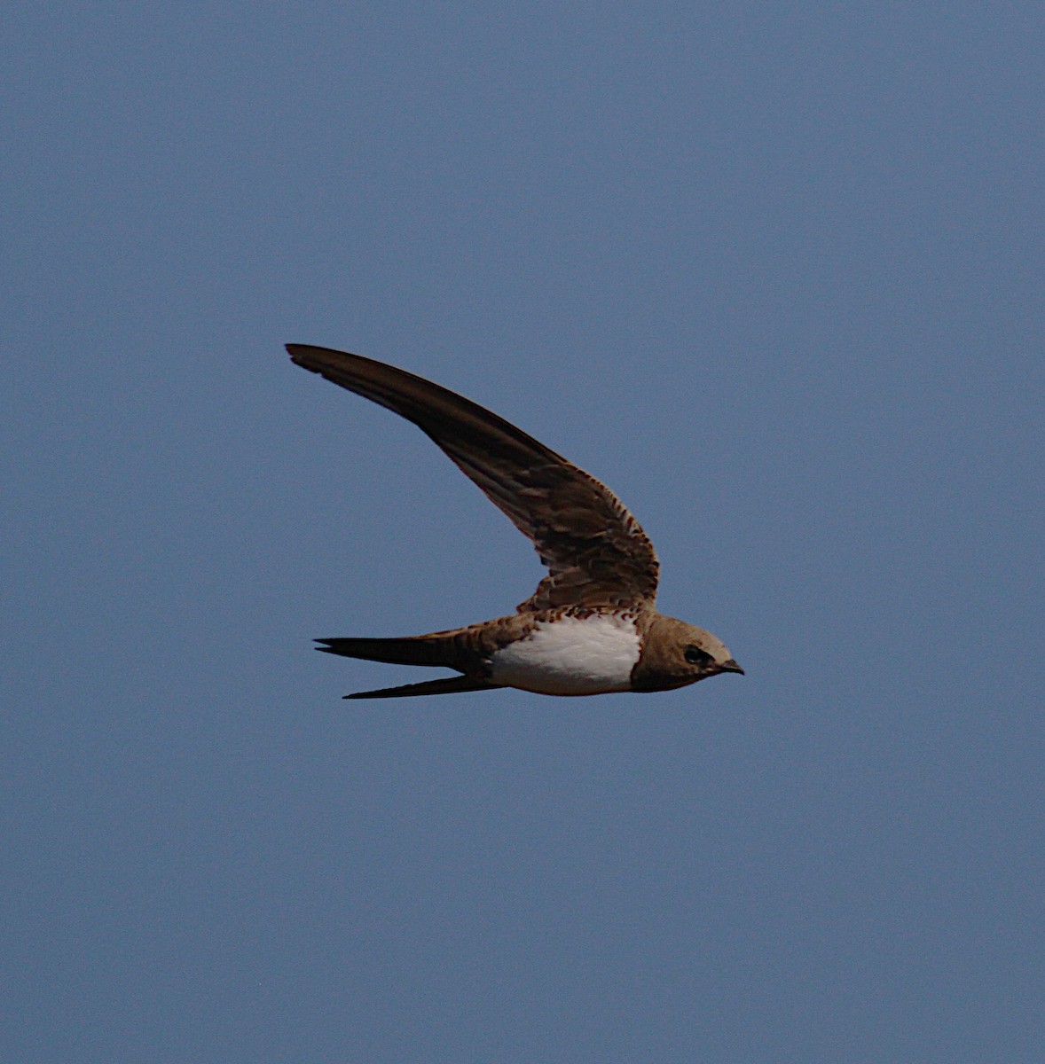 Alpine Swift - ML642397017