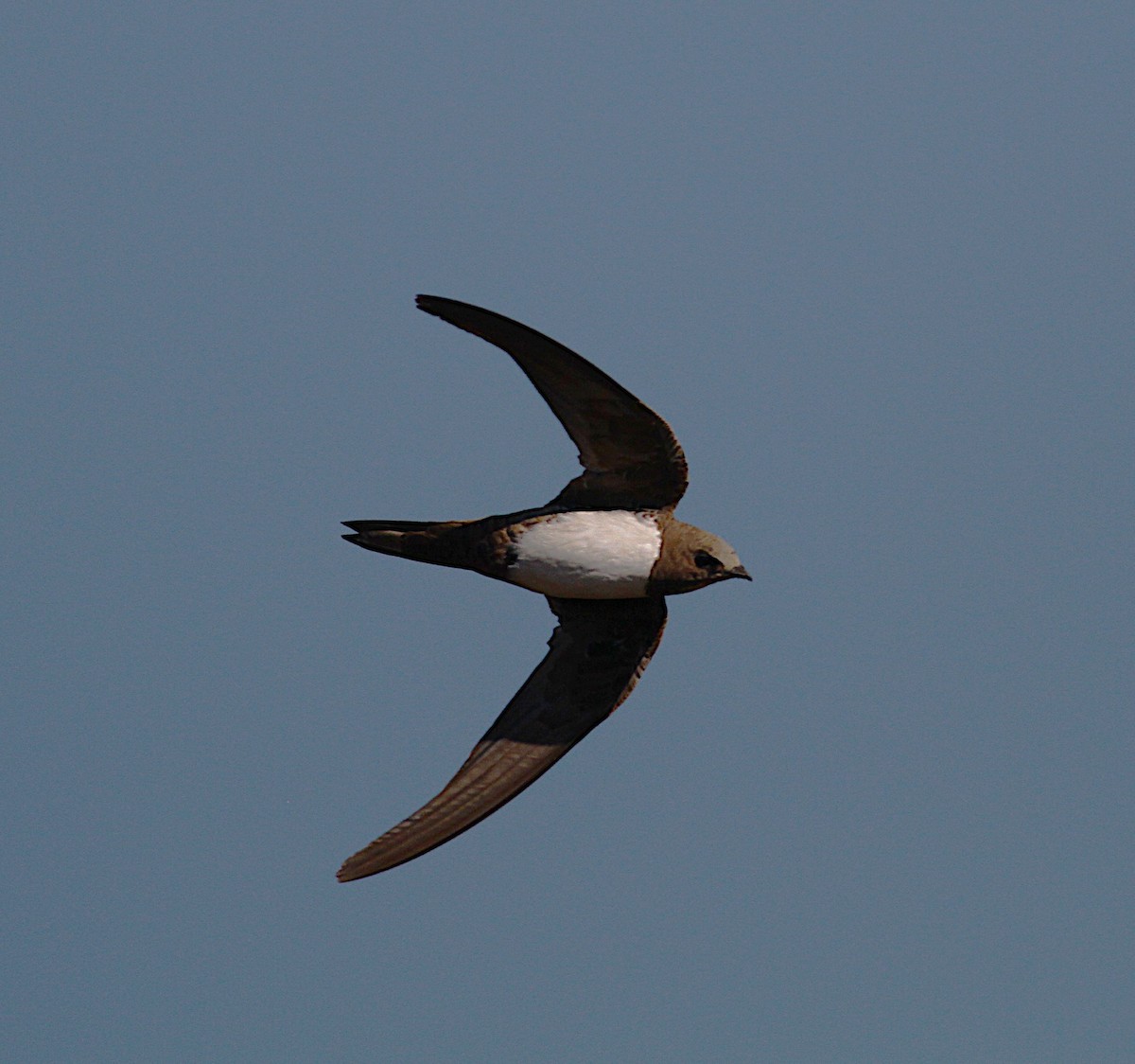 Alpine Swift - ML642397019