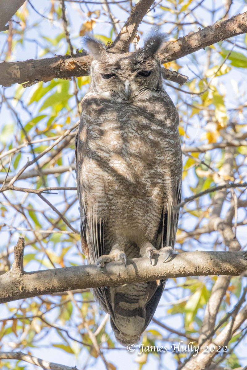 Grayish Eagle-Owl - ML642397041