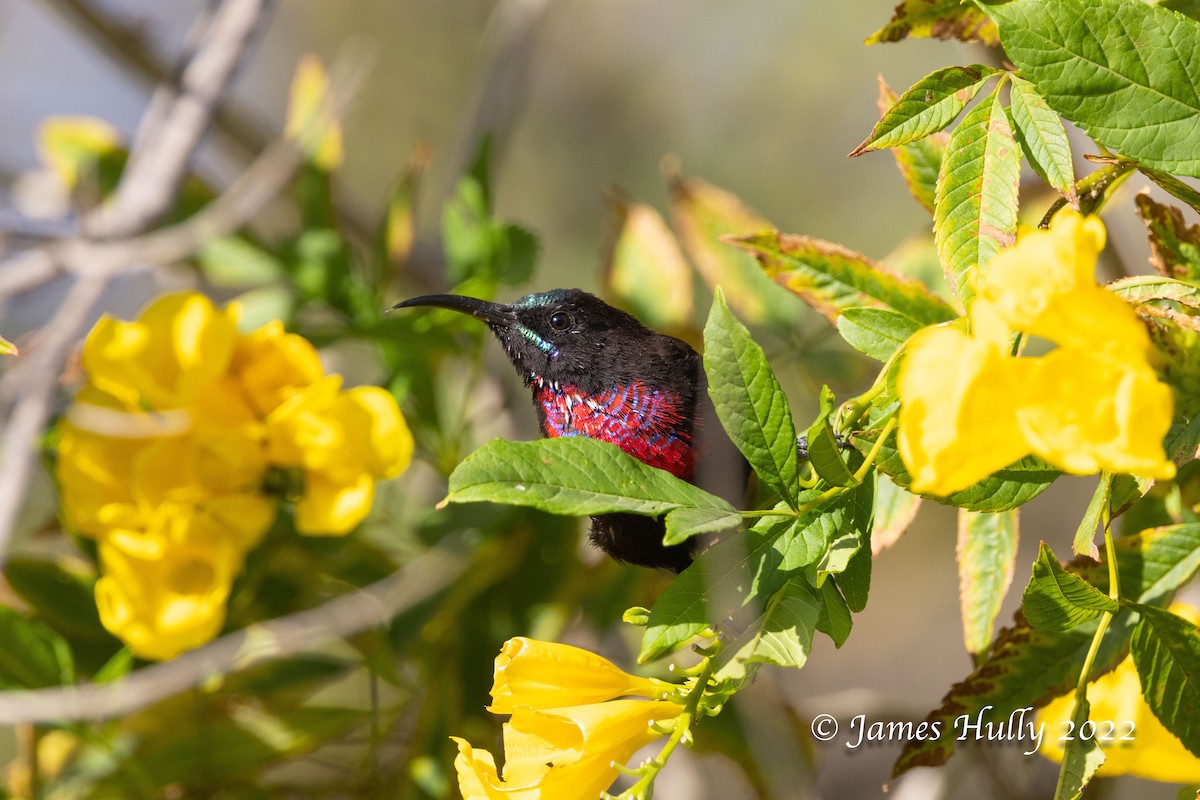 Scarlet-chested Sunbird - ML642397043