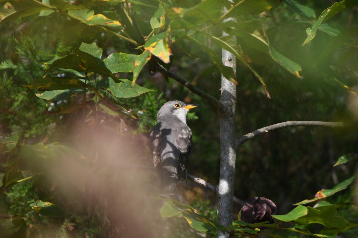 Yellow-billed Cuckoo - ML642397046