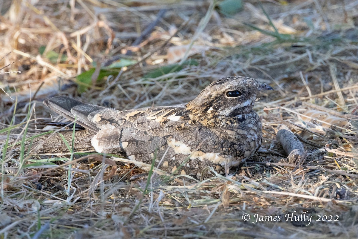 Slender-tailed Nightjar - ML642397047