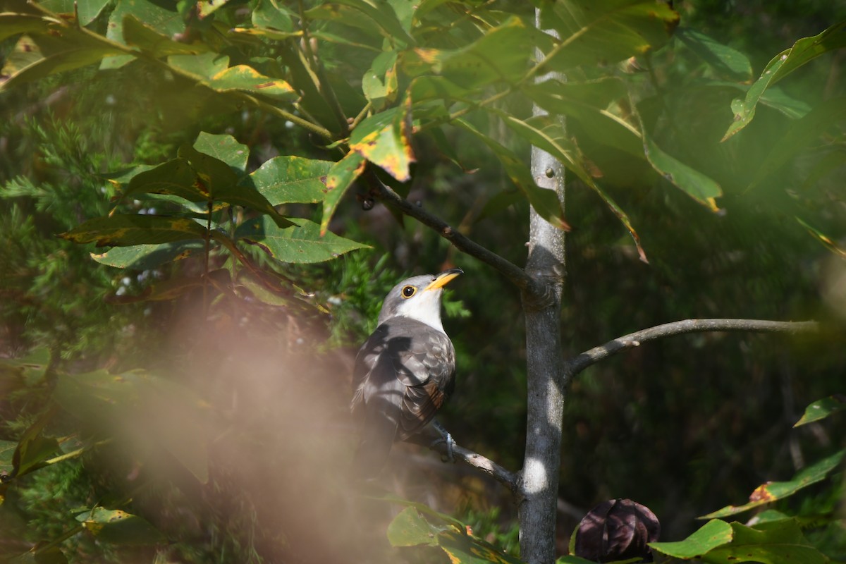 Yellow-billed Cuckoo - ML642397062