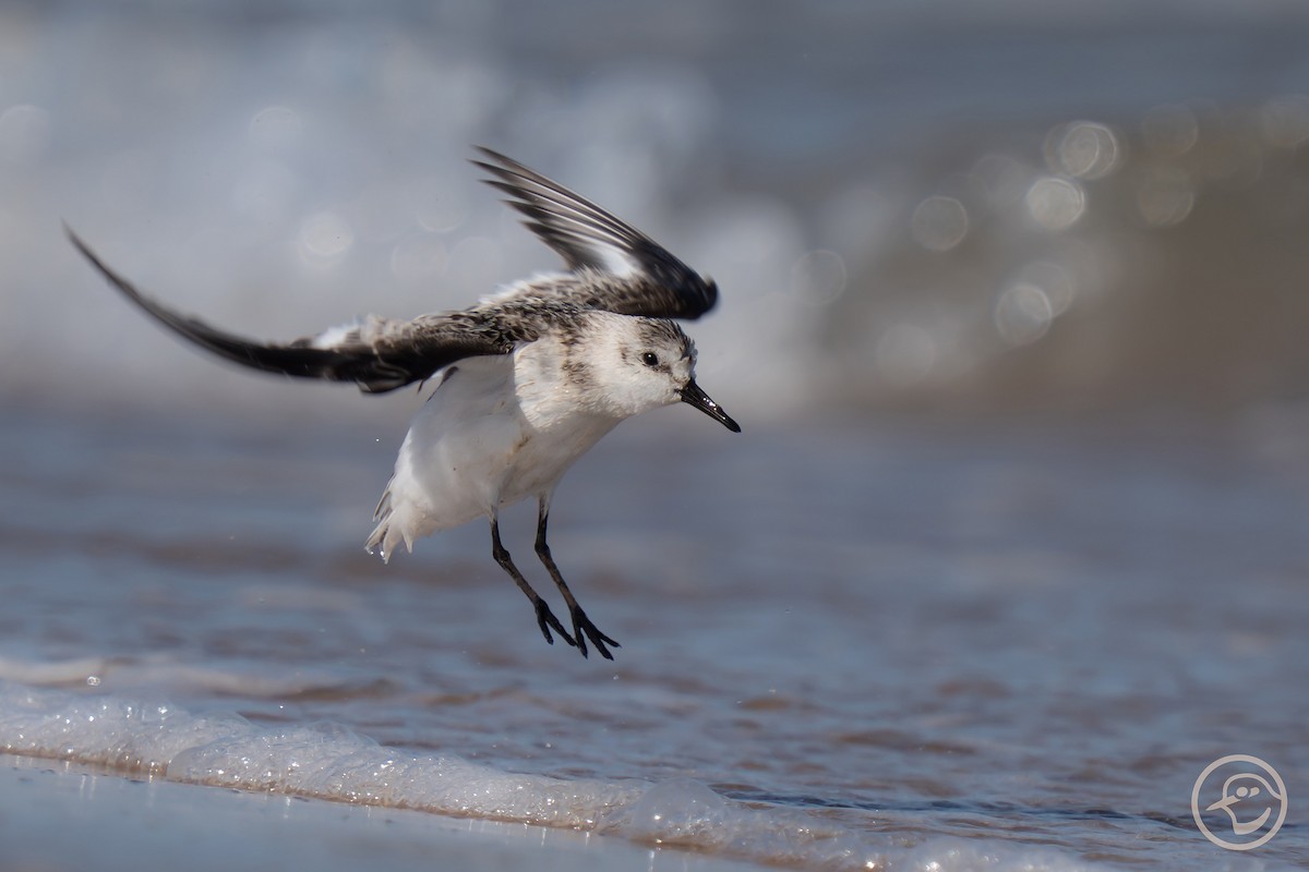 Sanderling - ML642397070