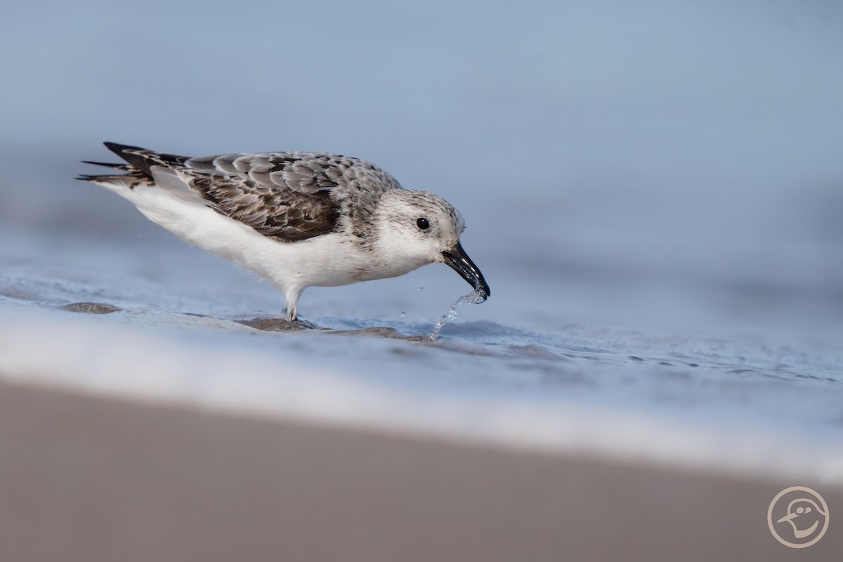 Sanderling - ML642397071