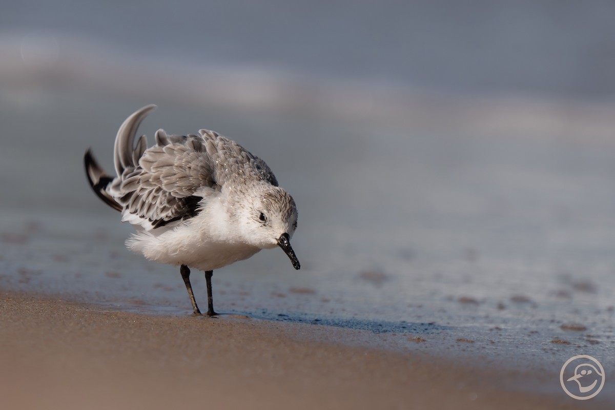 Sanderling - ML642397072