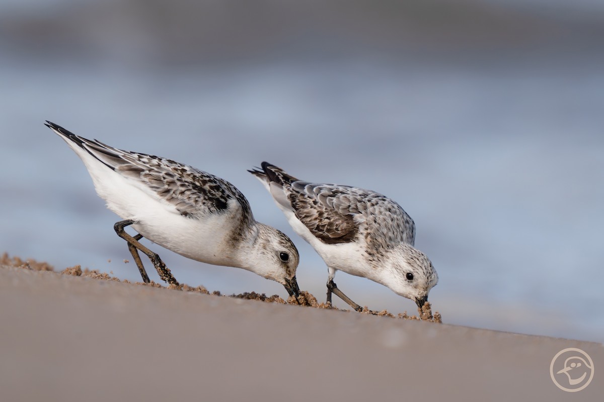 Sanderling - ML642397073