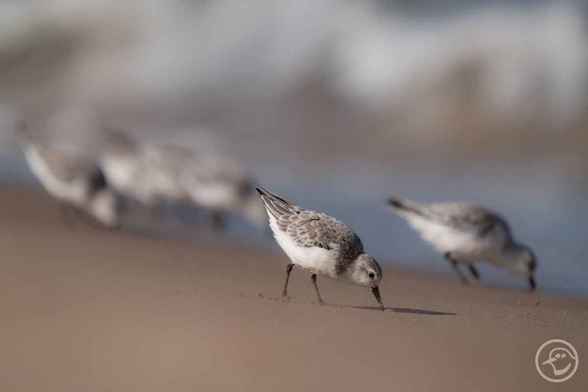 Sanderling - ML642397074