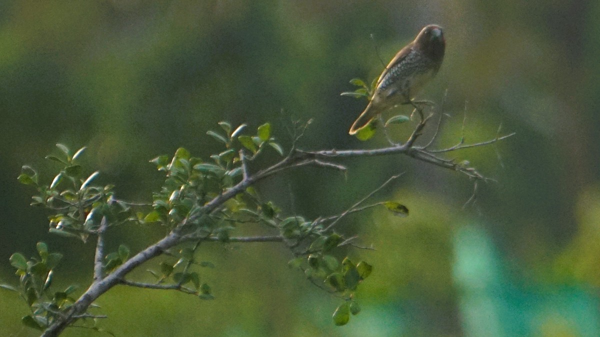 Munia pettosquamato - ML642397076