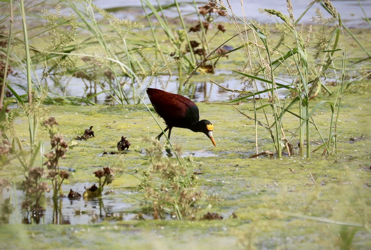 Northern Jacana - ML642397102