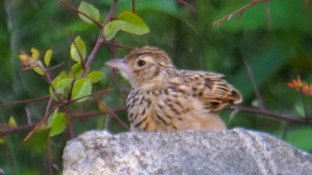 Jerdon's Bushlark - ML642397109