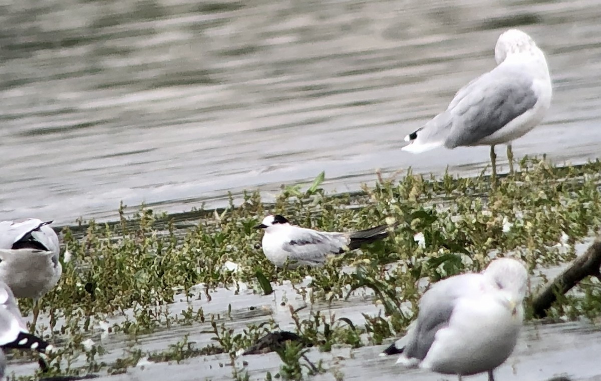 アジサシ - ML642397113