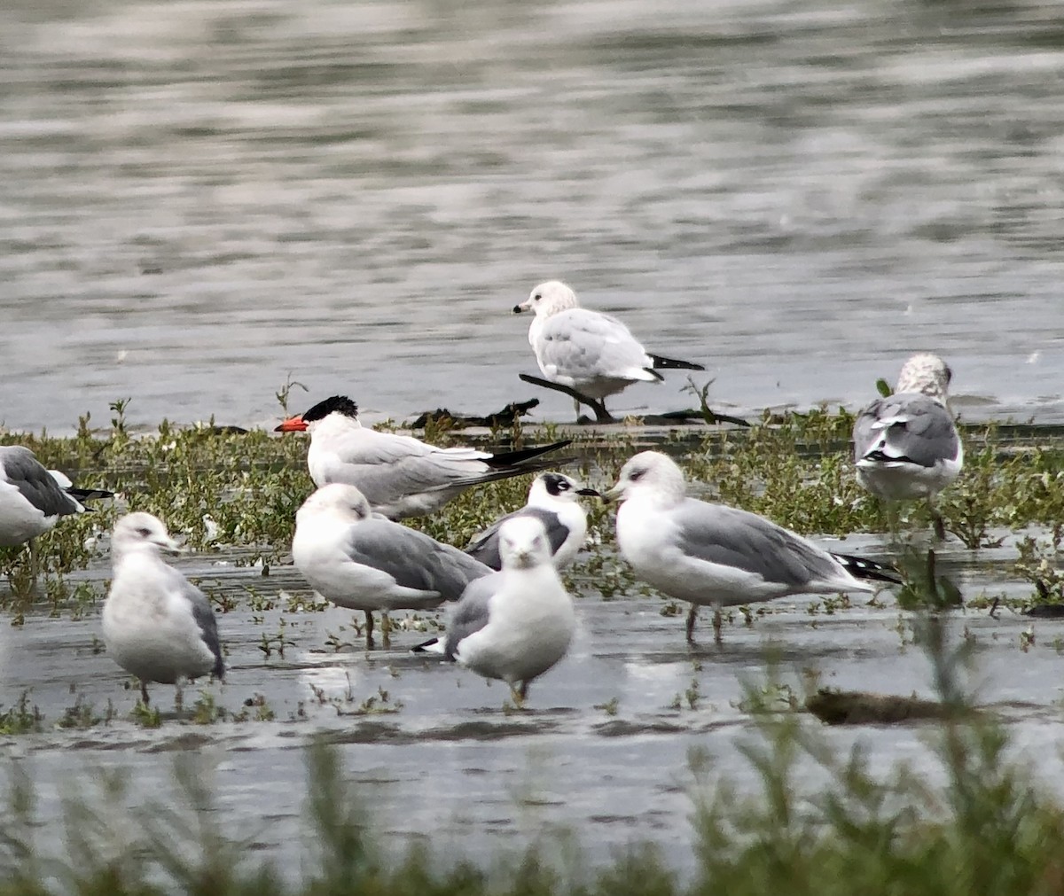 アメリカズグロカモメ - ML642397138