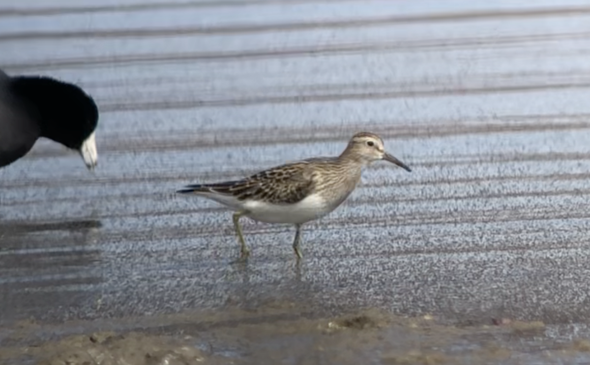 アメリカウズラシギ - ML642397173