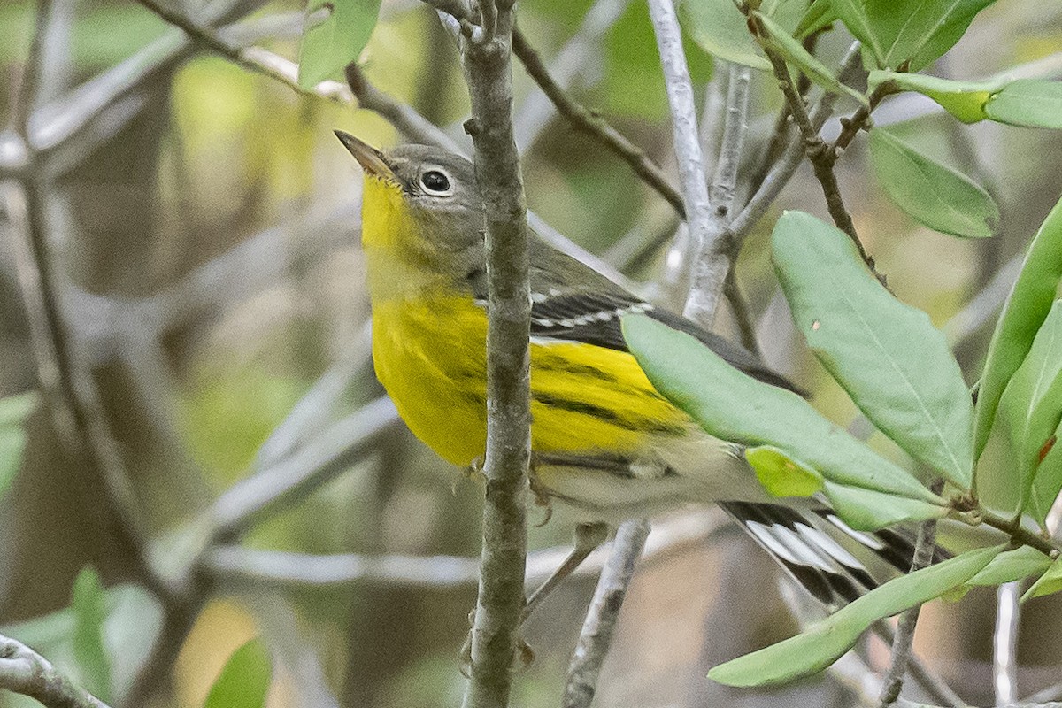 Magnolia Warbler - ML642397200